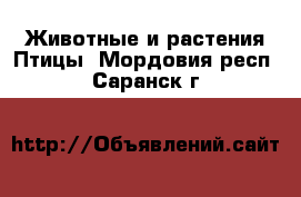 Животные и растения Птицы. Мордовия респ.,Саранск г.